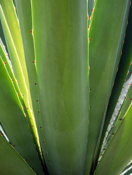 Agave succulent plant, close up white wax on freshness leaves with thorn of Agave leaf