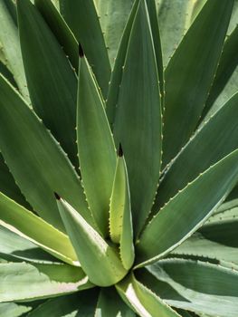 Agave succulent plant, close up white wax on freshness leaves with thorn of Agave leaf