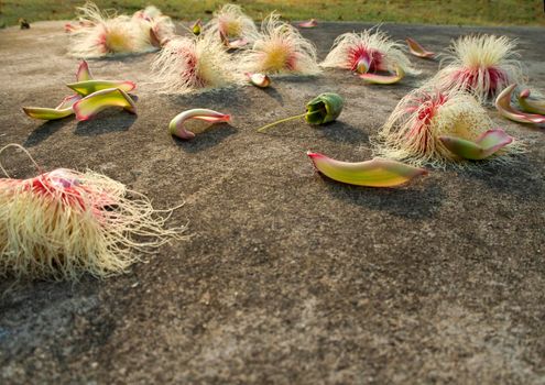 Flower of Tummy-wood fall on ground