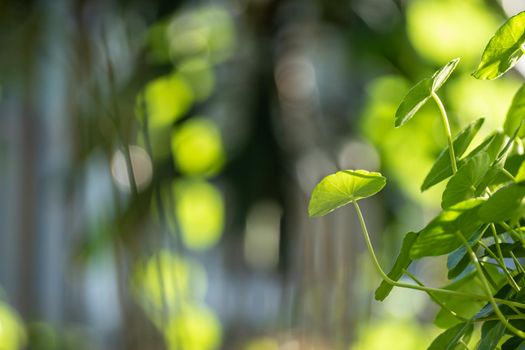 Full-frame leaves of Hydrocotyle umbellate as nature background