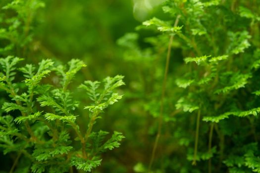 The fine and delicate leaves of the Spike Moss fern