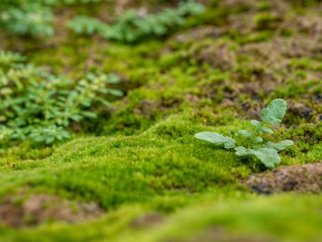 Close-up of freshness green moss growing covered on the moist stone floor, selective focus