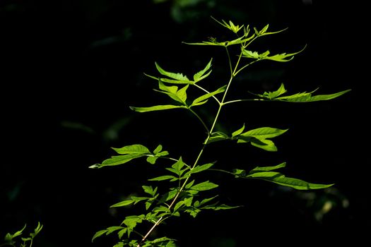 Leaves of Chinese Chastetree Vitex negundo in light in the garden