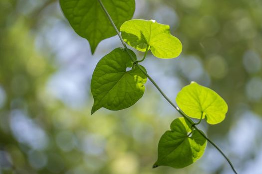 Vine of Cowslip creeper in nature bokeh background