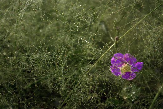 A Pink flower of Asystasia gangetica in the Cyrtococcum patens field