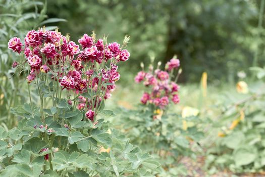 The seed bearing part of a plant, consisting of reproductive organs that are typically surrounded by a brightly colored corolla and a green calyx. Red burgundy garden flowers bluebells and pale greens