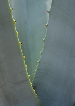 Agave succulent plant, close up white wax on freshness leaves with thorn of Agave leaf