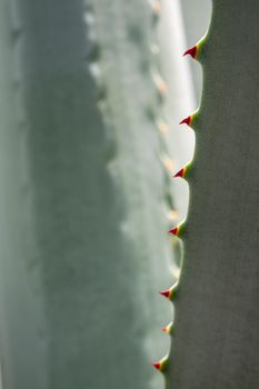 Agave succulent plant, close up white wax on freshness leaves with thorn of Agave leaf