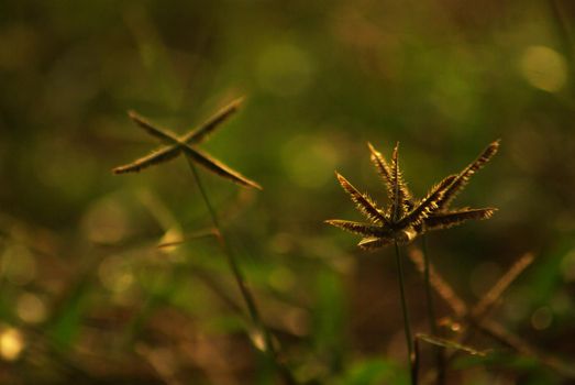 The Crowfoot grass weed field in the morning light