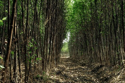 The messy area of the eucalyptus aisle In the eucalyptus farm