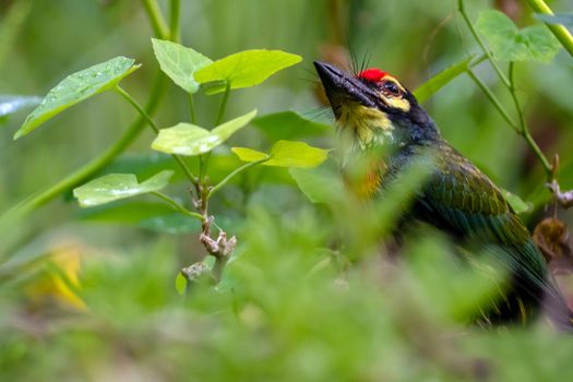 The Coppersmith barbet bird in the garden