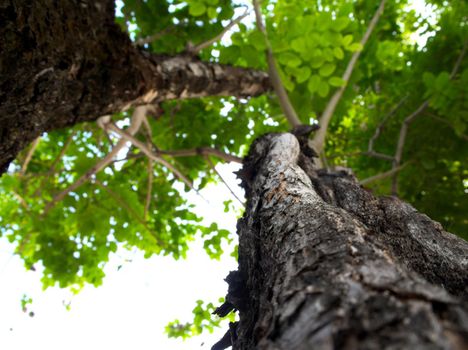 Cracks, notches, abrasions on the surface of large trees In the background that is the leaves of other trees