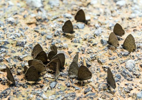 Butterflies eating the Salt as well as many other minerals on the ground