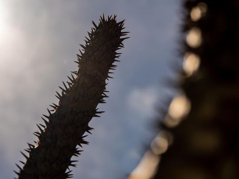 Madagascar palm the Spiky desert plant in the hard sunlight of daytime