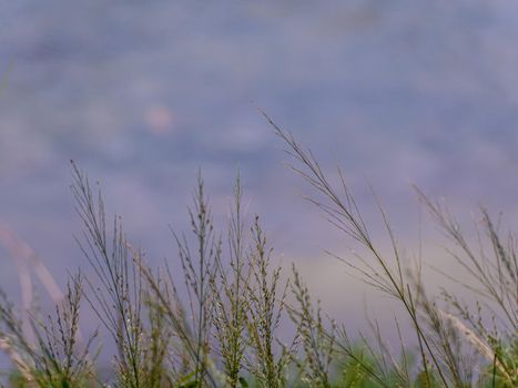 Grass flowers flutter in the wind