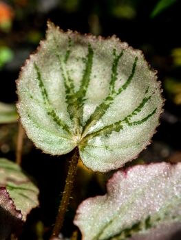 Sparkling silver shimmer on the surface of Begonia leaf