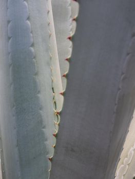 Agave succulent plant, close up white wax on freshness leaves with thorn of Agave leaf