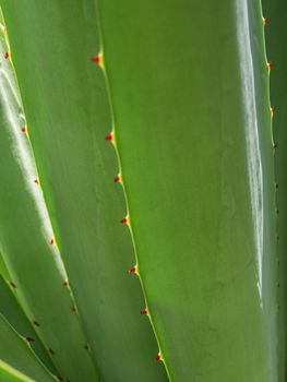 Agave succulent plant, close up white wax on freshness leaves with thorn of Agave leaf