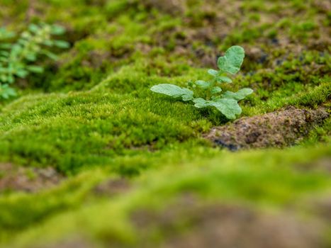 Close-up of freshness green moss growing covered on the moist stone floor, selective focus