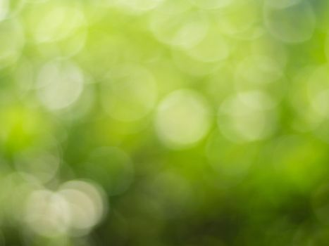 Lights and Green with yellow bokeh on nature defocus abstract blur background. Abstract background yellow and green tones of natural outdoors bokeh