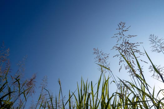 Flower of Phragmites karka grass in the bright sunlight and fluffy clouds in blue sky