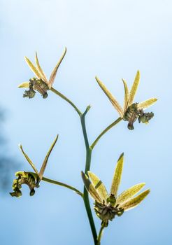 Small Orchid flowers of Eulophia Andamanensis Ground Orchid on the sky background