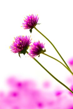 Group of Gomphrena flower in the garden