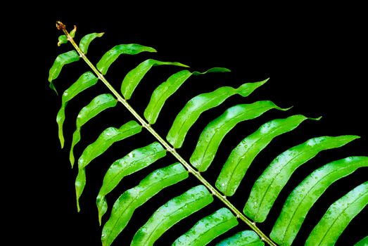 Freshness vivid green of fern leaves on black background