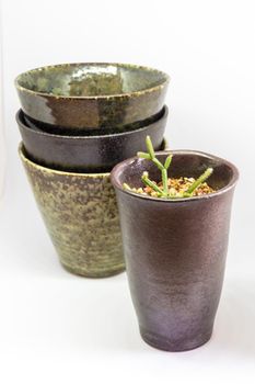 The ceramic mug has been adapted for planting small pot plants