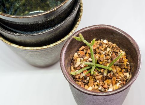 The ceramic mug has been adapted for planting small pot plants