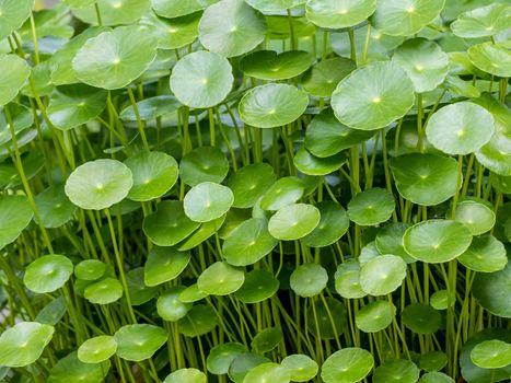 Full-frame leaves of Hydrocotyle umbellate as nature background