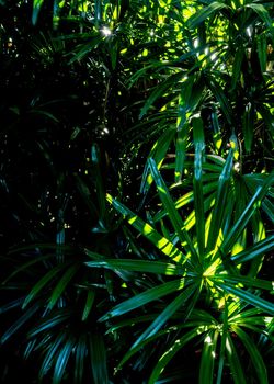 Lady Palm leaves texture, full frame freshness tropical leaves surface texture in dark tone as rife nature background