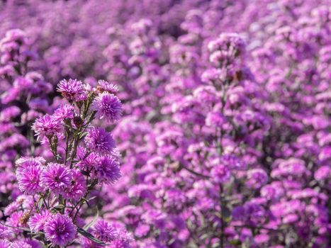 Purple margaret flowers in the flower field