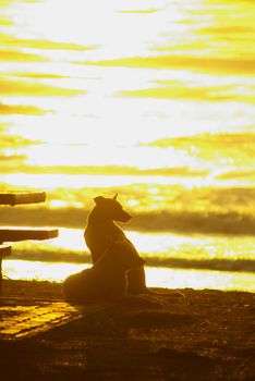 The silhouette of a dog lying on the beach and the golden light of the sunset reflecting on the sea surface