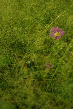 A Pink flower of Asystasia gangetica in the Cyrtococcum patens field