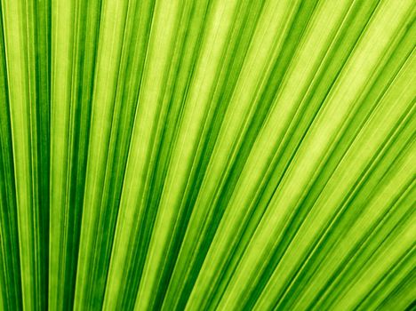 Texture on backside surface of palm leaf, green background