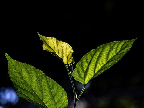 Leaf veins and sunlight shining through mulberry leaves