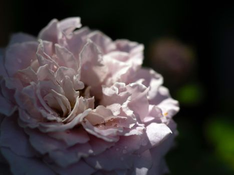 Close-up delicate Princess Kaori rose petals as nature background