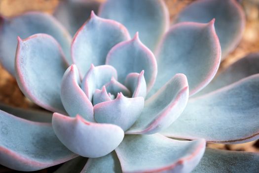 Succulent plant close-up, white wax on silver blue leaves of Echeveria peacockii Subsessilis