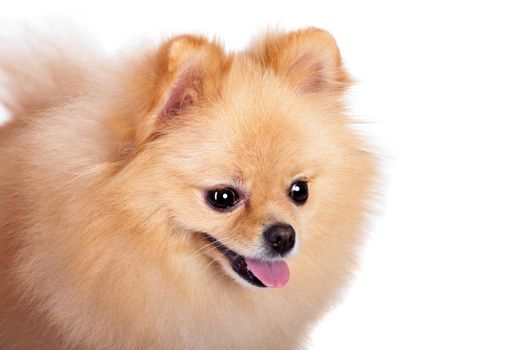 Pomeranian Spitz dog. Portrait on a white background