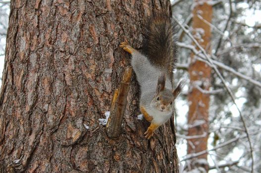 Squirrel on the tree in winter forest