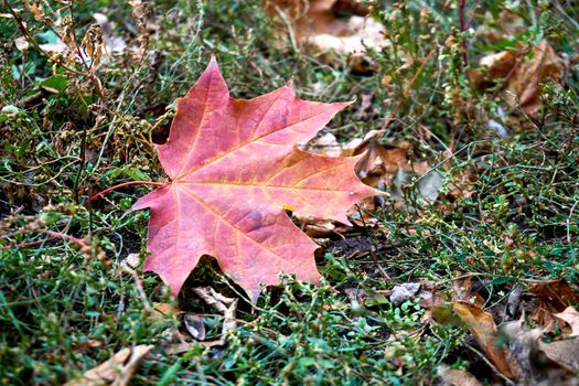 a tree or shrub with lobed leaves, winged fruits, and colorful autumn foliage, grown as an ornamental or for its timber or syrupy sap. Autumn bright maple leaves close up and green grass