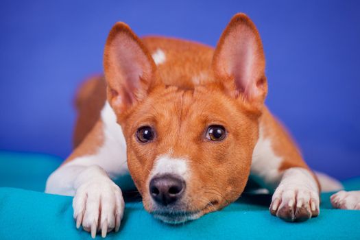 Red basenji lay on the blue background