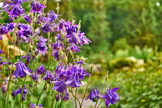 The seed bearing part of a plant, consisting of reproductive organs that are typically surrounded by a brightly colored corolla and a green calyx. Blue purple garden flowers bluebells and pale greens