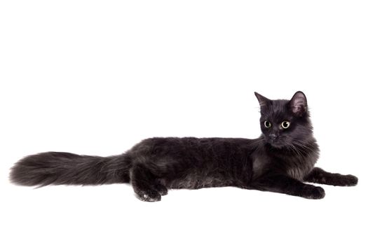 Side view of a Black Cat, isolated on white background