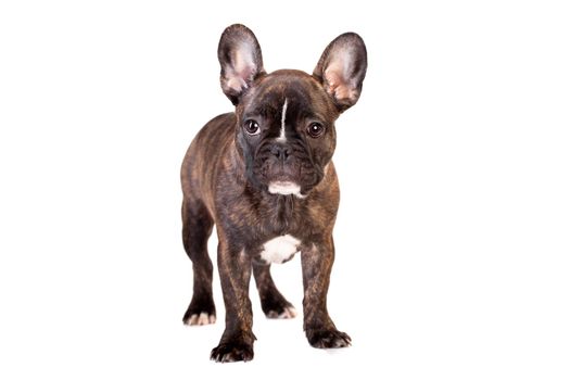 French bulldog puppy, 3,5 mounth, isolated on white background