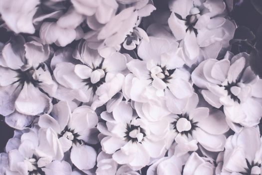 Botanical backgrounds, nature and home garden concept - Vintage floral background