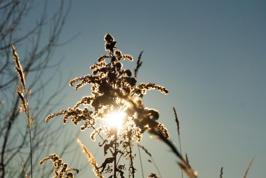 Dry reed against clear light blue sky on sunny day outdoors. Abstract natural background in neutral colors. Minimal trendy pampas grass panicles. Dying fireweed against bright autumn sky. Selective focus. High quality photo