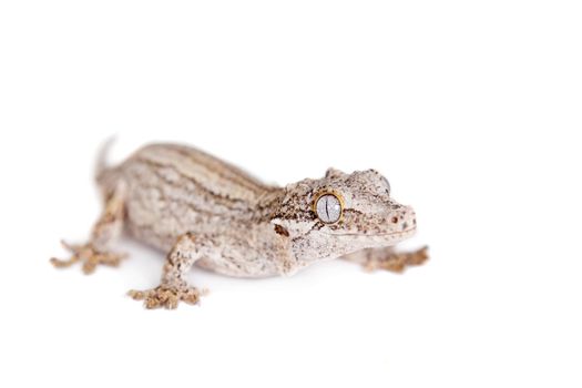 The gargoyle or New Caledonian bumpy gecko, Rhacodactylus auriculatus isolated on white