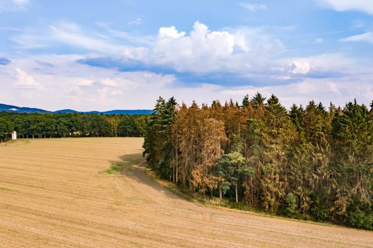 Bird's eye view of forest dieback in a European coniferous forest